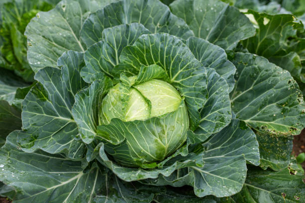 White cabbages, Malaysia stock photo