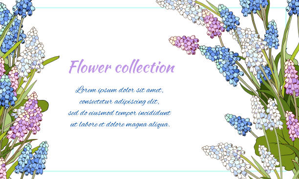 Floral banner of bright spring flowers. Muscari latifolium hand-drawn graphic vector illustration of different colors. Spring card for greetings and invitations. Floral banner of bright spring flowers. Muscari latifolium hand-drawn graphic vector illustration of different colors. Spring card for greetings and invitations. muscari latifolium stock illustrations