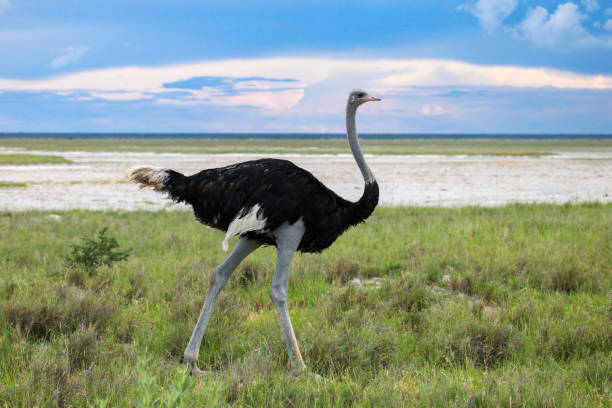 autruche - ostrich solitude loneliness walking photos et images de collection