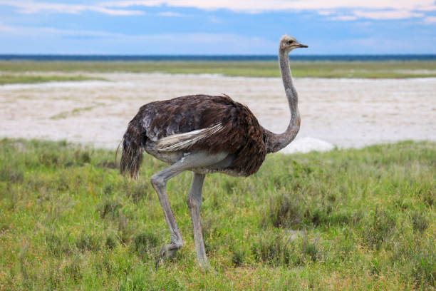 autruche - ostrich solitude loneliness walking photos et images de collection