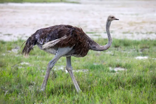 Photo of Ostrich