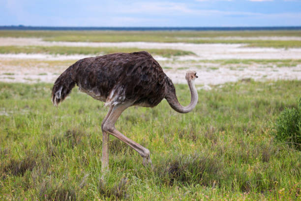 autruche - ostrich solitude loneliness walking photos et images de collection