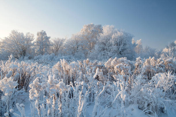 winter landscape with snowy trees - on branch imagens e fotografias de stock