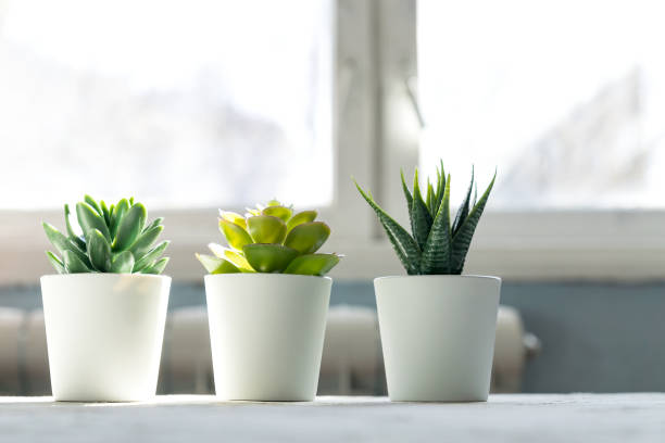 istock Different Succulents in small white pots on the table. home decor, nordic style design 1208757549