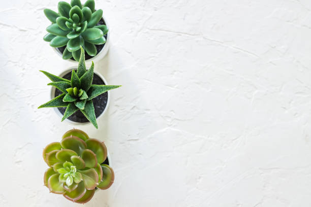 istock Top view of different small cacti in white pots on concrete background. interior decoration. Copy space 1208757624