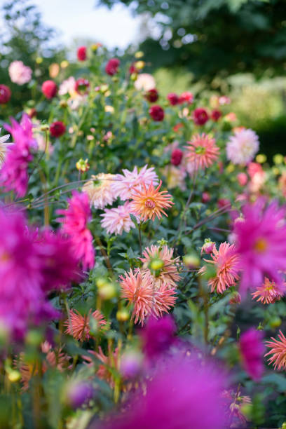 istock Dahlia flowers during blossoming 1208757876