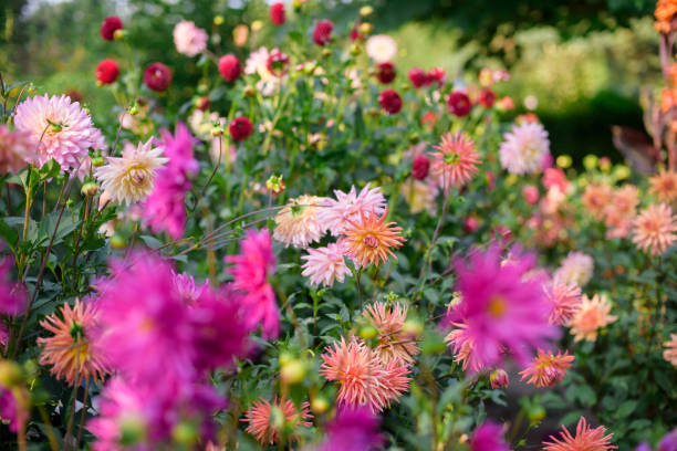 istock Dahlia flowers during blossoming 1208757885