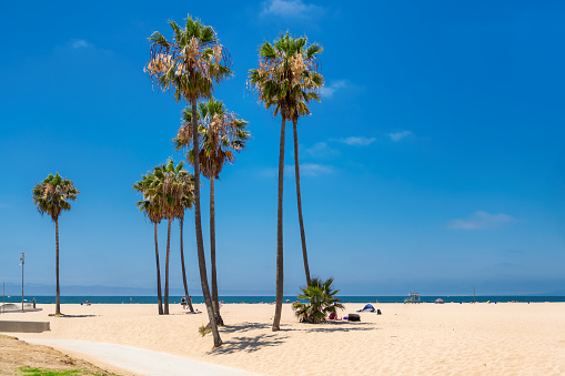 Palm trees on Venice Beach in summer sunny day, Los Angeles, California