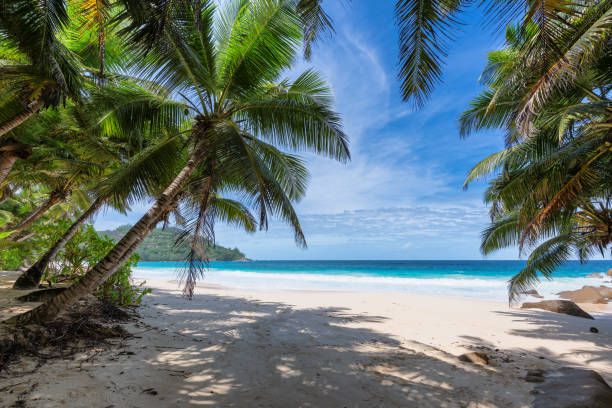 istock Coconut palm trees on tropical island 1208758740