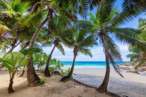 istock Coconut palm trees on tropical island 1208758743