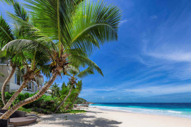 Paradise Caribbean beach with coco palms Sandy beach with coconut palm trees and turquoise sea on Paradise Caribbean island. boracay photos stock pictures, royalty-free photos & images