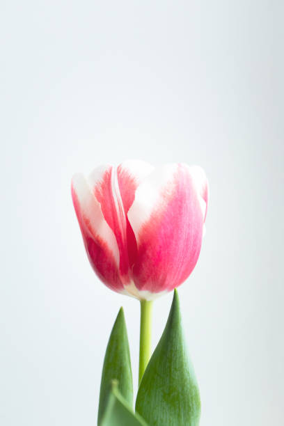 istock Tulip flower head and leaf with copy space, vertical. Spring delicate plant on white background, close-up. Template for postcard, banner 1208758896