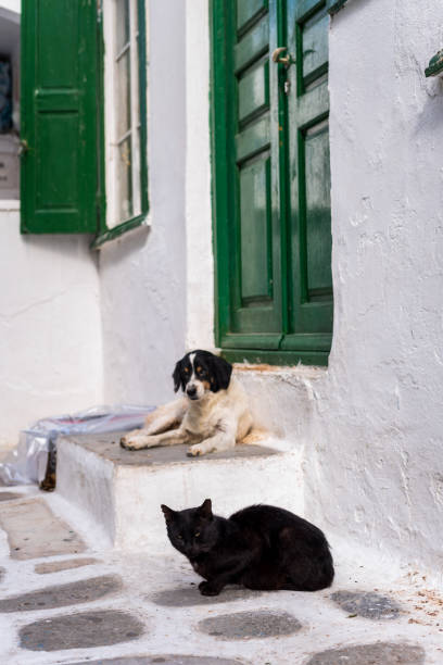 istock Cat and dog sitting together 1208758923