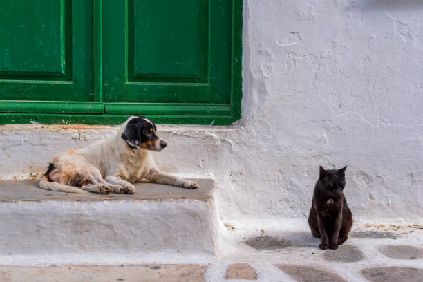 Cat and dog sitting together