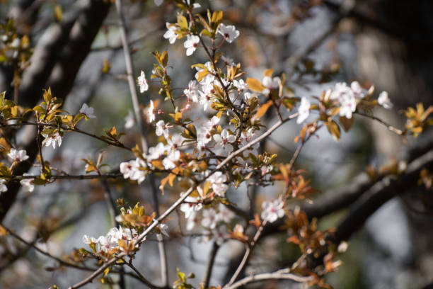 istock Almond Blossom in Madrid (Prunus dulcis) 1208759851