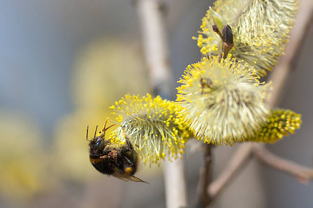 Bumblebee on a willow stock photo