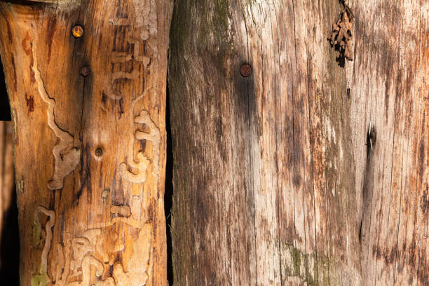 istock Wooden fence texture 1208760455