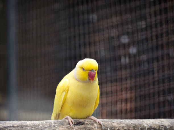 istock Close up Yellow Rose Ringed Parakeet Perched on Branch Isolated on Background 1208761427