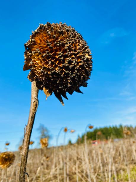 istock Withered sunflower in February 1208763076