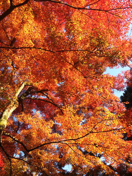 istock The leaves change color, colorful autumn leaves 1208763533