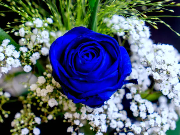 Bouquet of a blue rose as decoration for a wedding