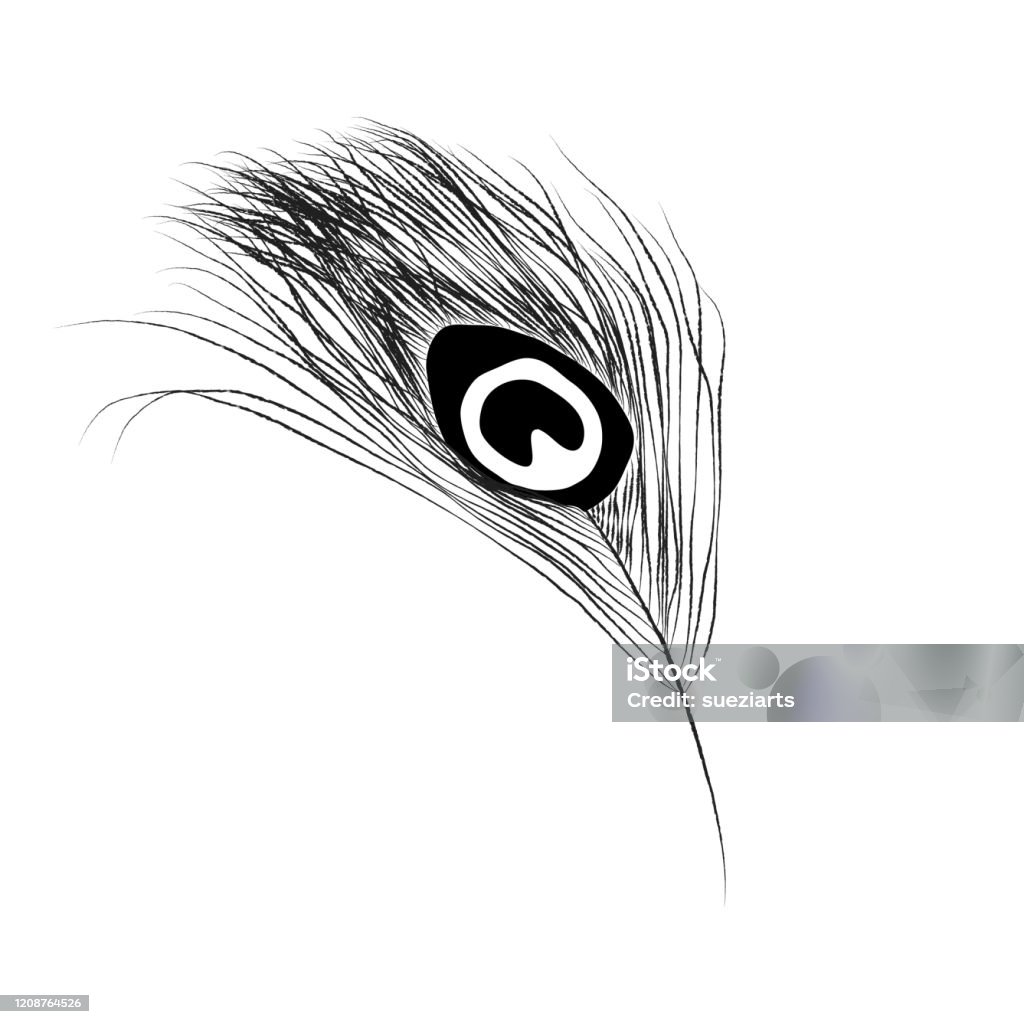 Ilustración de Pluma De Pavo Real Dibujo De Línea Vectorial y más Vectores Libres de Derechos de Ala de animal - Ala de animal, Pluma de ave, Pájaro - iStock Ilustración de Pluma De Pavo Real Dibujo De Línea Vectorial y más Vectores Libres de Derechos de Ala de animal - Ala de animal, Pluma de ave, Pájaro - iStock