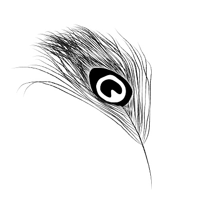 Peacock Feather Vector Line Drawing Stock Illustration - Download Image Now  - Animal Wing, Bird, Feather - iStock