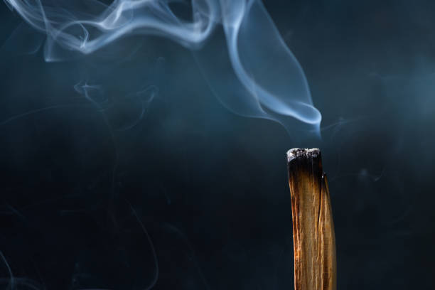 Palo Santo, Bursera graveolens, holy sacred tree stick