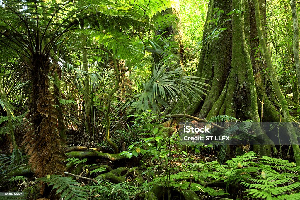Floresta - Royalty-free Floresta Tropical Foto de stock