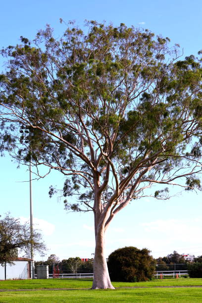 bel arbre d’eucalyptus dans un stationnement de sydney au coucher du soleil avec le ciel bleu gentil à l’arrière-plan - bluegum tree photos et images de collection