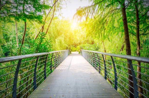 istock Wooden bridge in the woods 1208767391