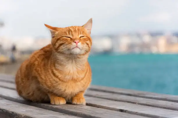 Photo of White red cat lying on the roof