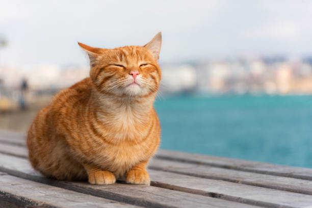 белый красный кот, лежащий на крыше - blue cat стоковые фото и изображения
