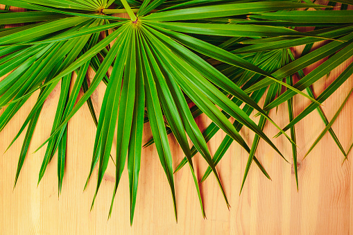 Green palm branches on the wooden table. Ecological card with palm leaves.