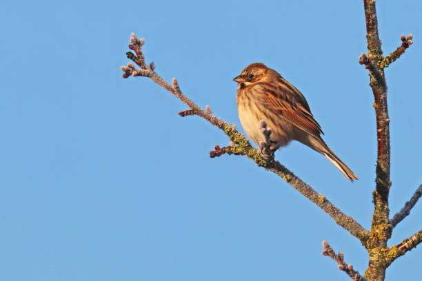 istock Sparrow of reeds (Emberiza schoeniclus). 1208771744