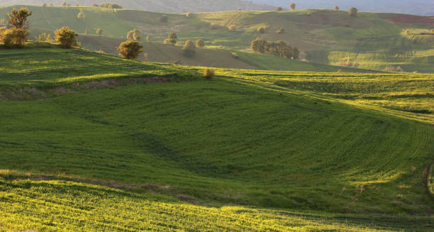 istock rural landscape green cultivated fields 1208773117