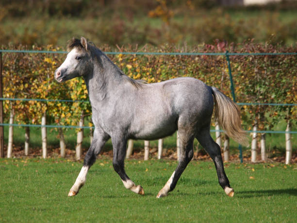 Running Foal A young grey Welsh pony plays in a paddock. welsh pony foal stock pictures, royalty-free photos & images