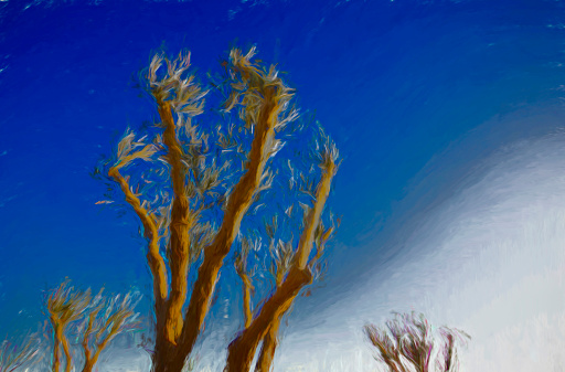 Olive tree at Taghazout, Morocco.This image has been heavily post processed to give an oil painting effect.