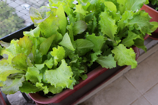 Stock photo showing close-up of lettuce seedlings planted up in a plastic plant trough on a outdoor balcony with anti-bird netting protection.