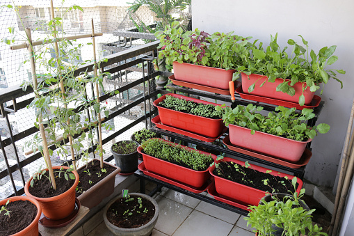 Stock photo showing close-up of lettuce seedlings, Nasturtiums (Tropaeolum), Rocket, Spinach, Tomatoes, Onions and herbs including Basil, Mint and Parsley planted up in a metal tiered stand of plastic plant troughs.