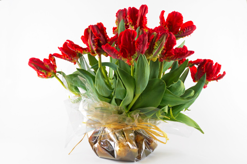 red tulip with bulbs still on the tulips  in a plastic bag - great way for transport or use as vase