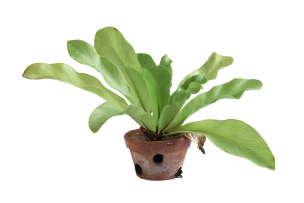istock Bird's nest fern isolated on white background 1208778423