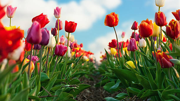 tulips stock photo