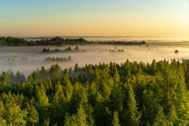 Photo of Fog over the forest