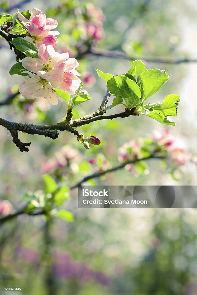 Branch of a blossoming apple tree in garden Branch of a blossoming apple tree on garden background Beauty Stock Photo
