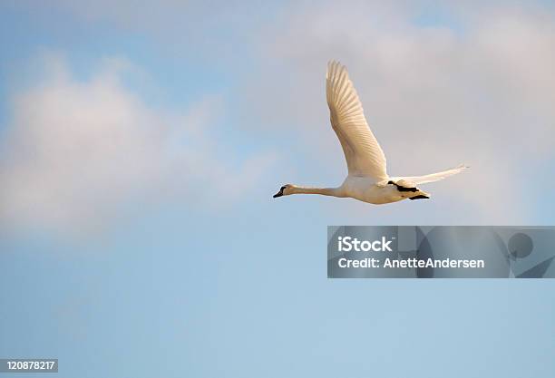 Whooper Swan Stock Photo - Download Image Now - Whooper Swan, Animal Body Part, Animal Wildlife