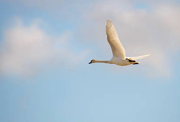 Beautiful whooper swan in flight.
