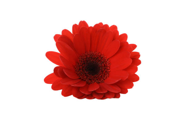 istock Red gerdera isolated on white background, close up 1208782324