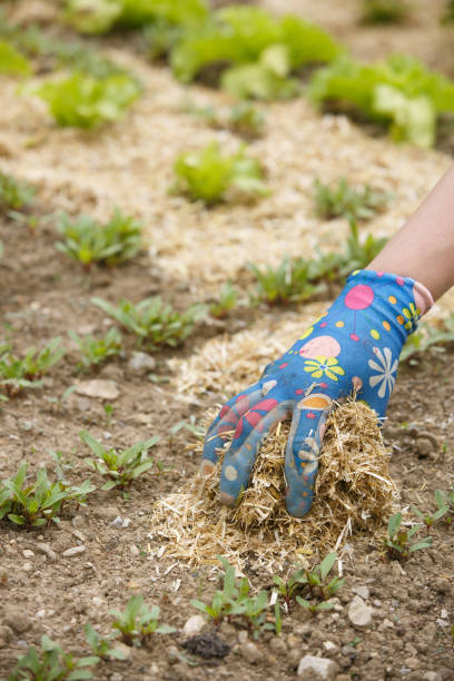 istock Gardener spreading a straw mulch around plants 1208783518