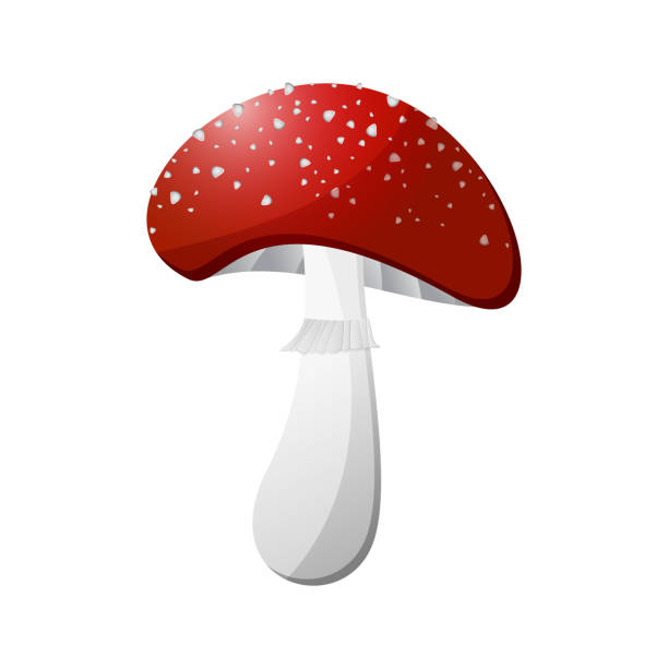 Red amanita. Illustration of forest mushrooms Red amanita. Illustration of forest mushrooms, flora, plants, vegetable life. Symbol of danger and poisonous mushroom. Color icon, isolated vector design on white background little grebe (tachybaptus ruficollis) stock illustrations